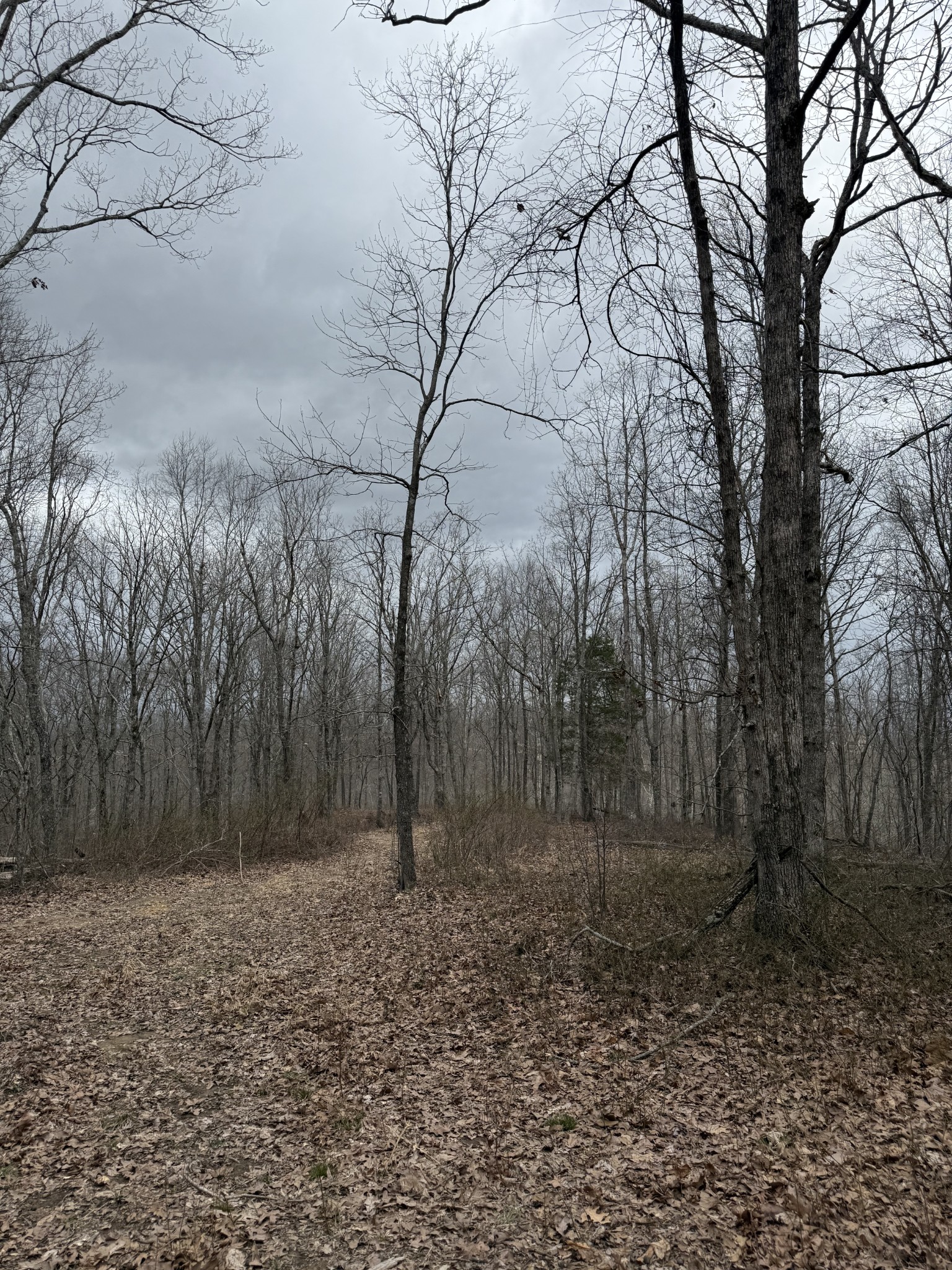 0 Bear Creek Road Waverly, TN 37185 - Photo 4 of 8