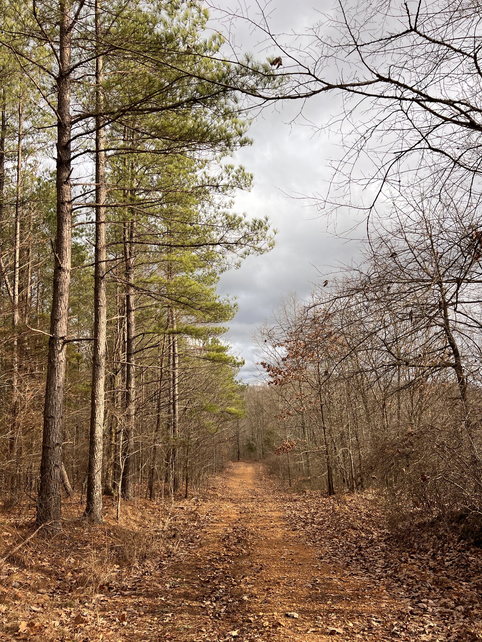 0 Bear Creek Road Waverly, TN 37185 - Photo 5 of 8