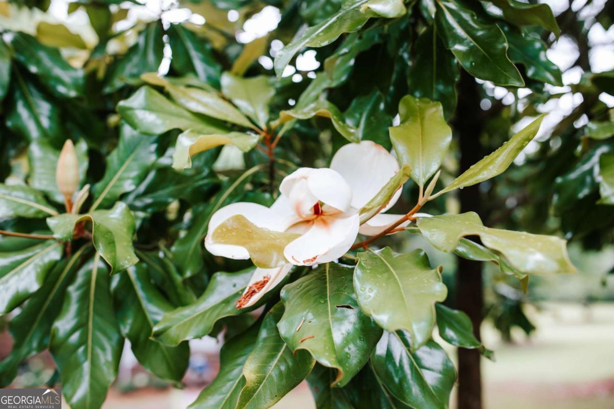 764 Sandy Cross Road Lexington, GA 30648 - Photo 6 of 52 a kitchen with a plant in a forest