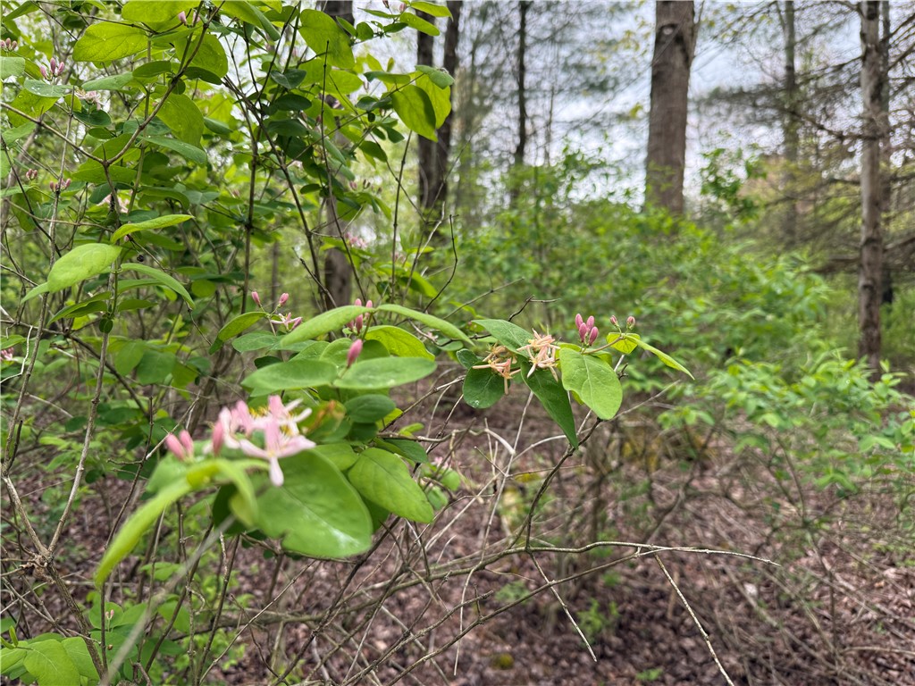 Caswell Road Freeville, NY 13068 - Photo 24 of 47