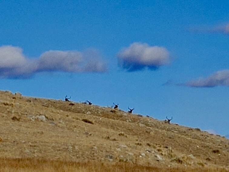 Upper French Creek Road Buffalo, WY 82834 - Photo 12 of 73 Bull Elk Sanctuary