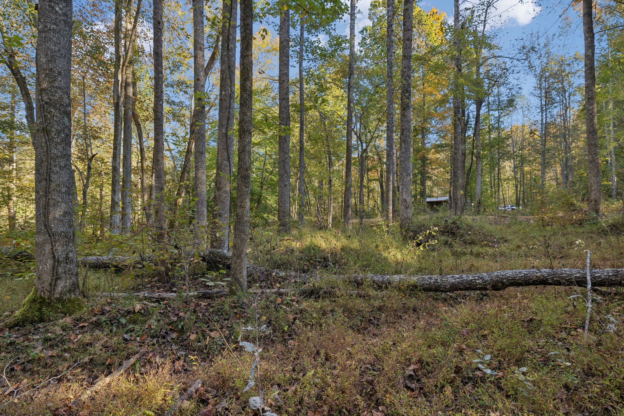 1399 Roberts Creek Road Waverly, TN 37185 - Photo 27 of 42 a view of backyard with green space
