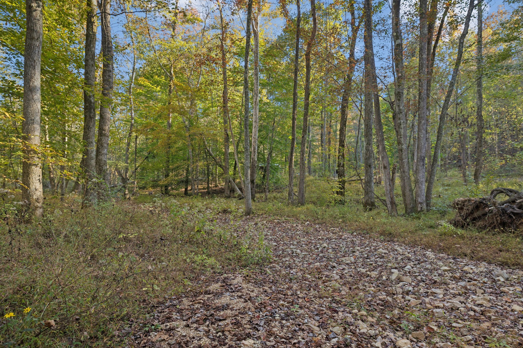 1399 Roberts Creek Road Waverly, TN 37185 - Photo 28 of 42 a view of a yard with large trees
