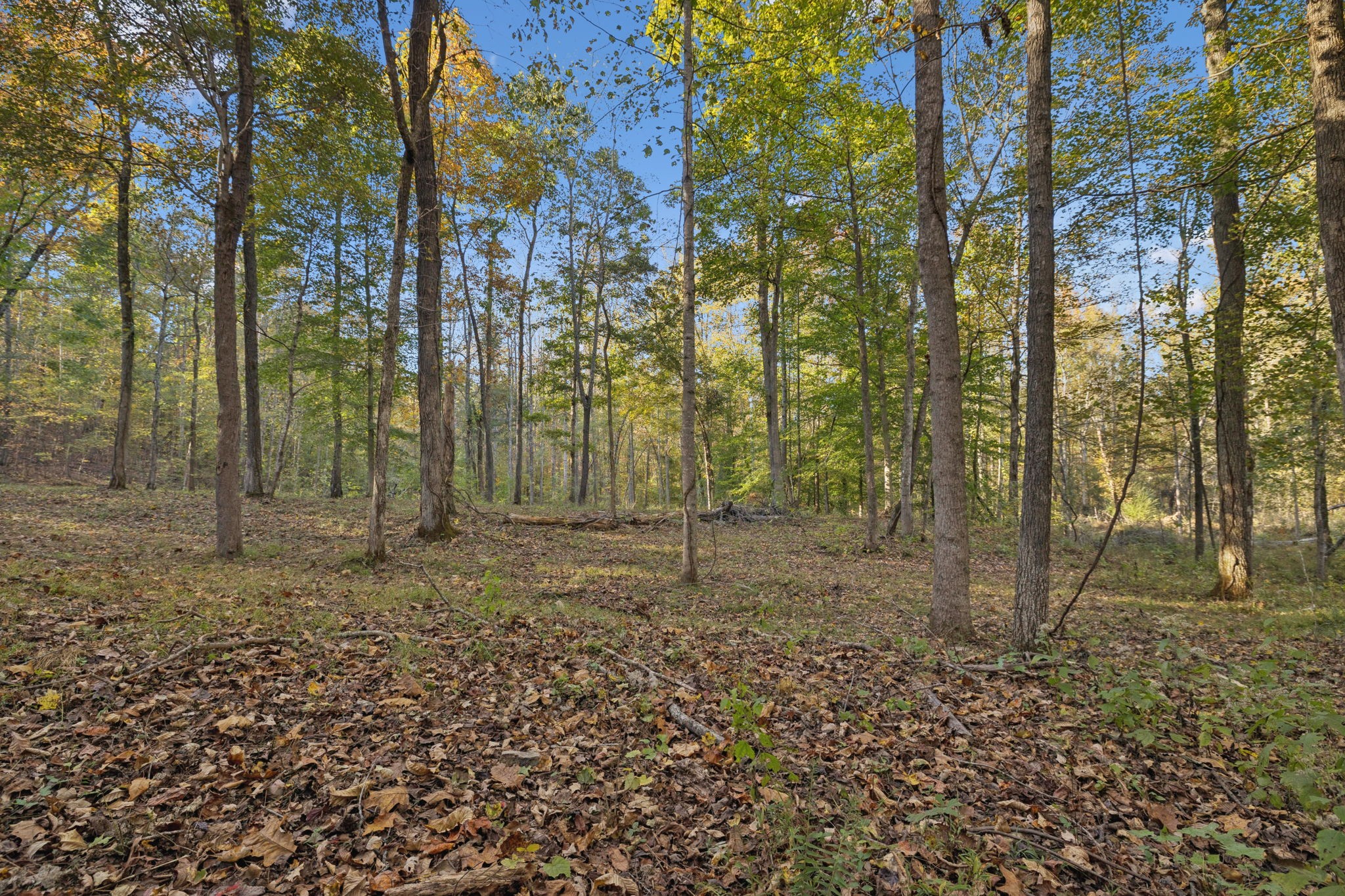 1399 Roberts Creek Road Waverly, TN 37185 - Photo 29 of 42 a view of a yard with lots of green space