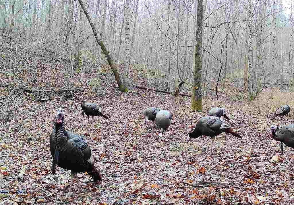 1399 Roberts Creek Road Waverly, TN 37185 - Photo 40 of 42