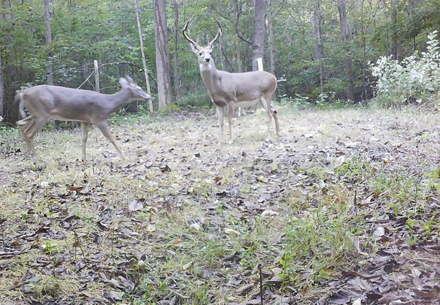 $399,000 | 1399 Roberts Creek Road, Waverly, TN 37185