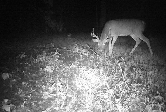 $399,000 | 1399 Roberts Creek Road, Waverly, TN 37185