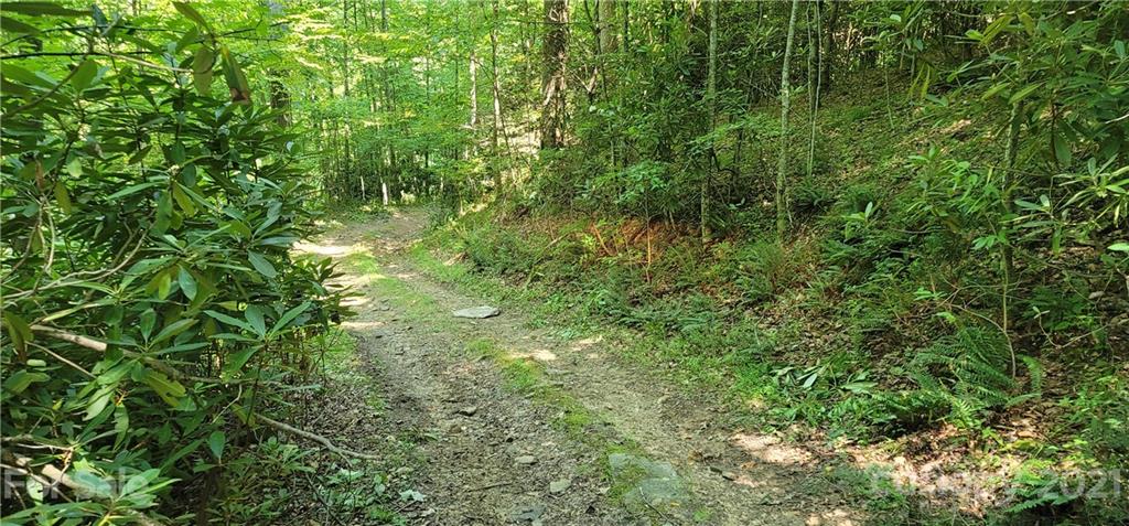 9 Walnut Ridge Drive Clyde, NC 28721 - Photo 15 of 41 a view of a lush green forest