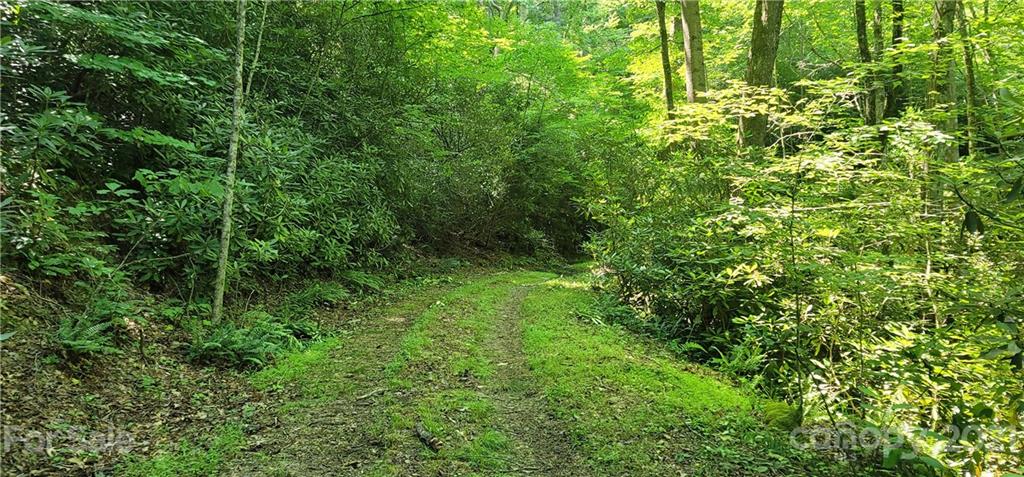 9 Walnut Ridge Drive Clyde, NC 28721 - Photo 18 of 41 a view of a lush green forest
