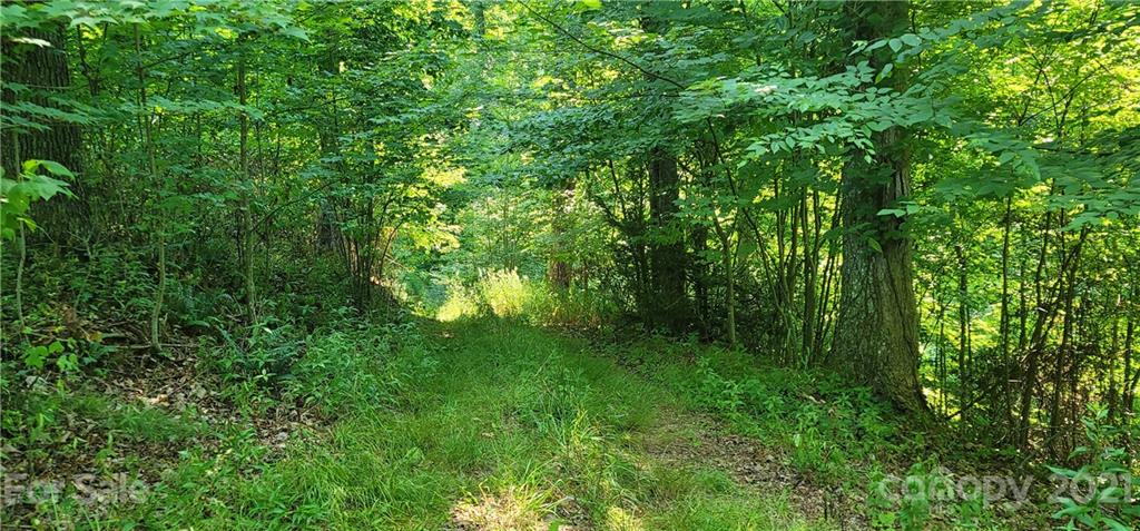 9 Walnut Ridge Drive Clyde, NC 28721 - Photo 19 of 41 a view of a lush green space