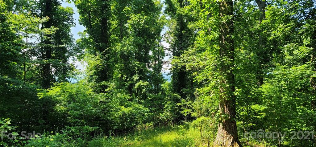 9 Walnut Ridge Drive Clyde, NC 28721 - Photo 23 of 41 a view of a lush green forest