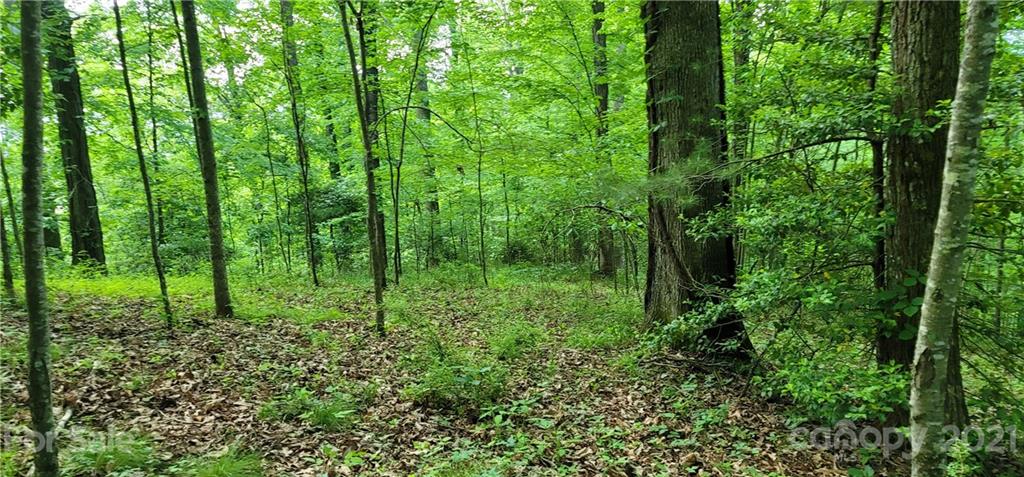 9 Walnut Ridge Drive Clyde, NC 28721 - Photo 30 of 41 a view of forest