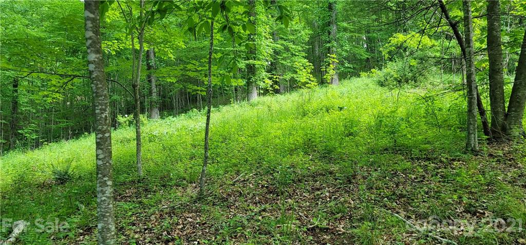 9 Walnut Ridge Drive Clyde, NC 28721 - Photo 32 of 41 a view of yard with lush green forest