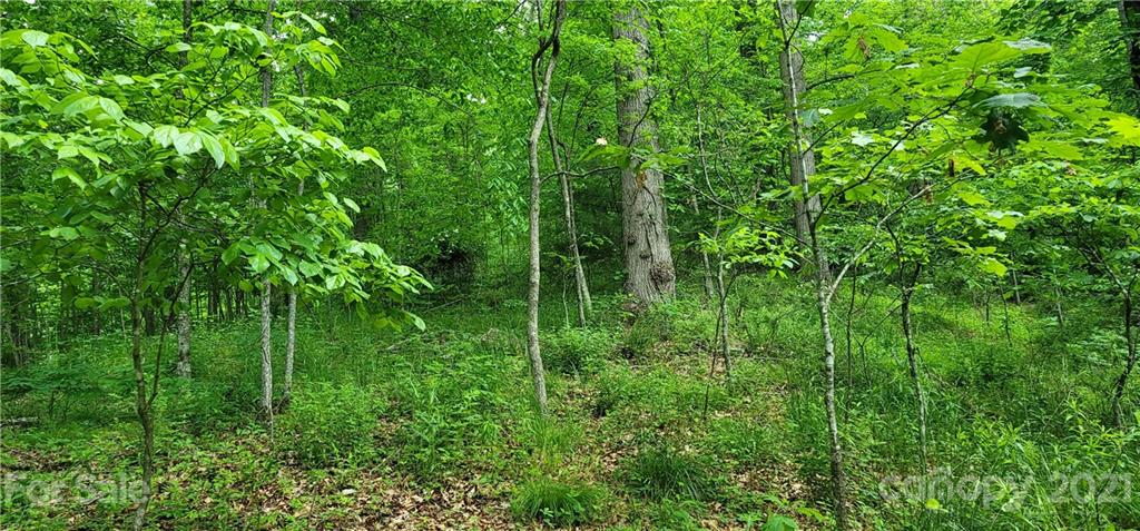 9 Walnut Ridge Drive Clyde, NC 28721 - Photo 33 of 41 a view of a lush green forest