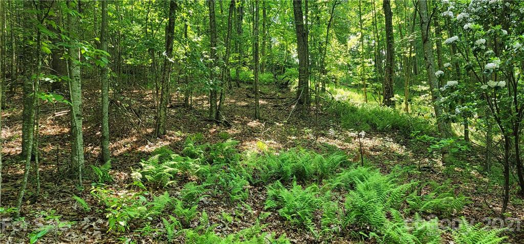 9 Walnut Ridge Drive Clyde, NC 28721 - Photo 37 of 41 a view of a lush green forest
