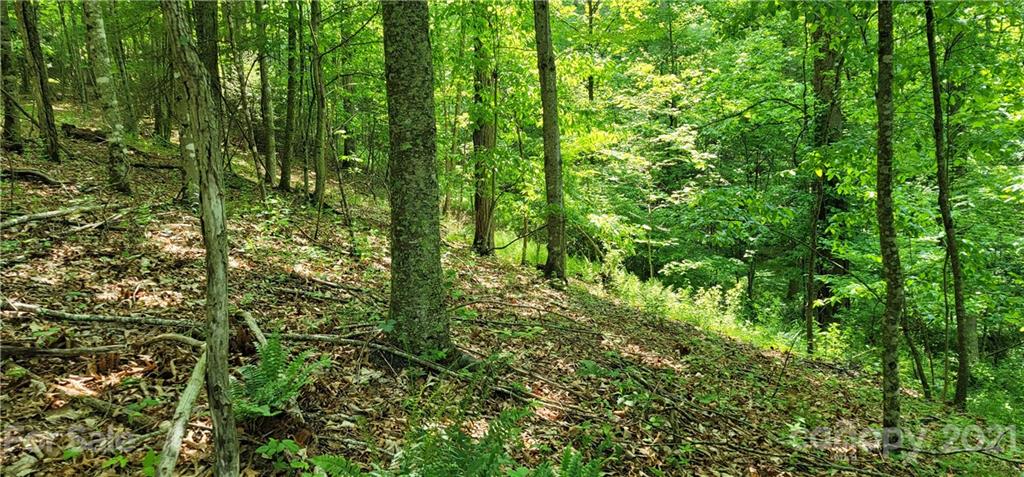 9 Walnut Ridge Drive Clyde, NC 28721 - Photo 39 of 41 a view of a lush green forest