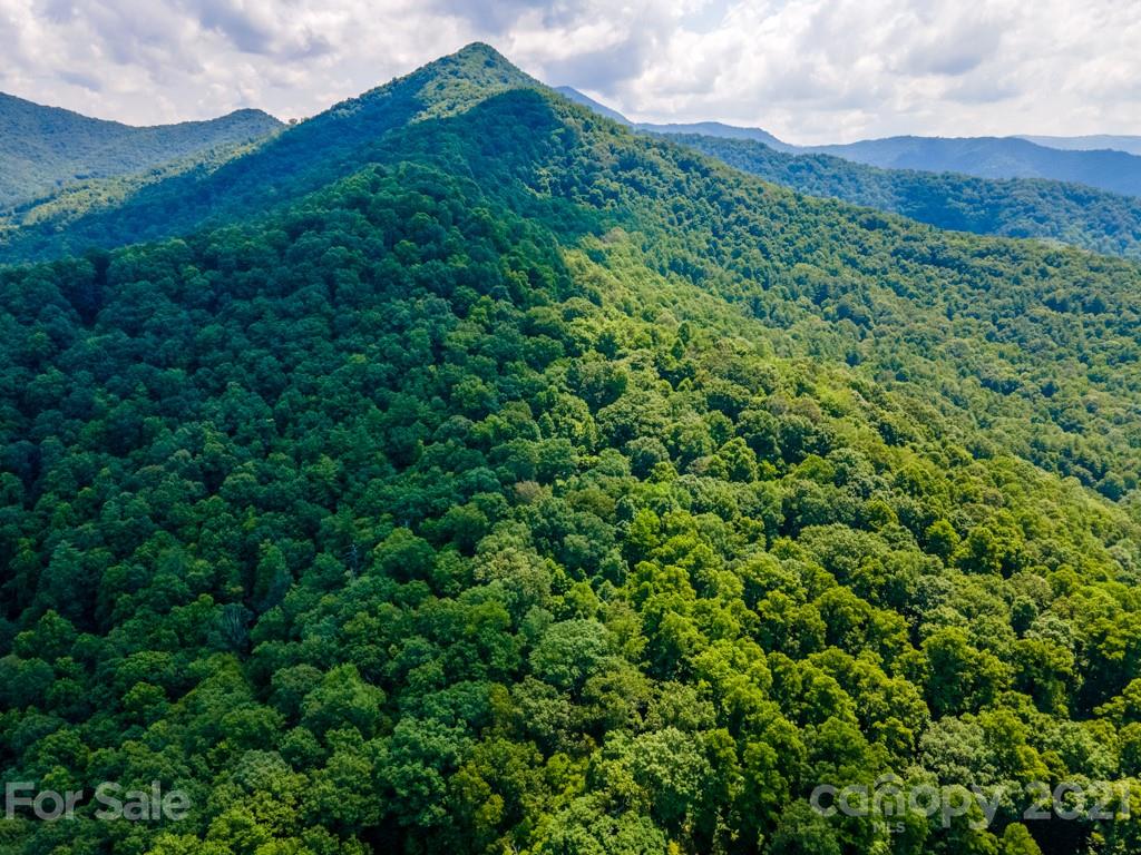 9 Walnut Ridge Drive Clyde, NC 28721 - Photo 8 of 41 a view of a lush green forest with lots of trees