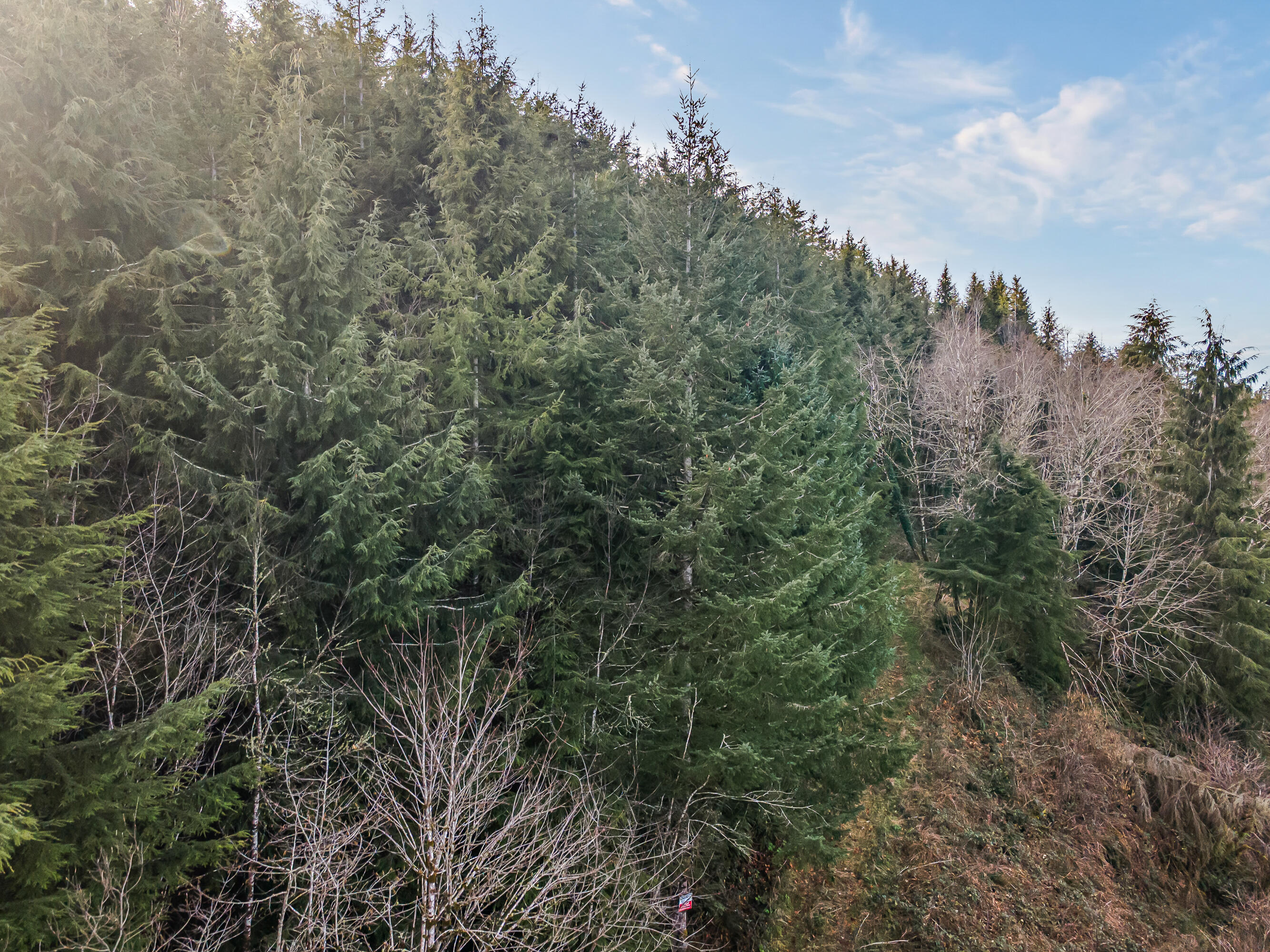 0 Criteser Loop Toledo, OR 97391 - Photo 24 of 31 DJI_0707