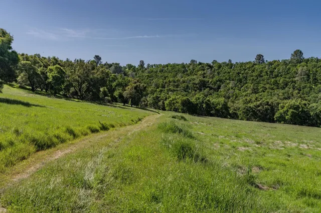 a view of a field of grass and trees
