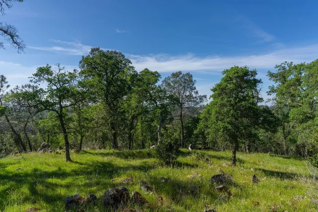 a view of a lush green space