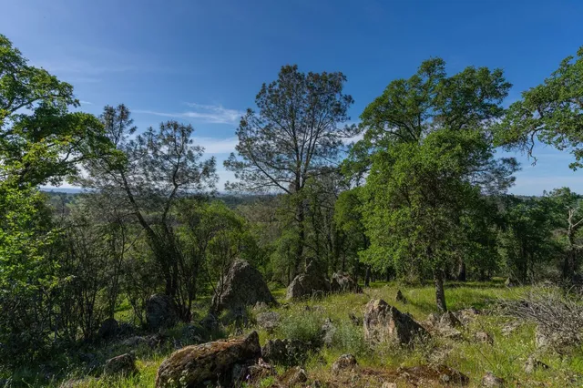 a view of a lush green space