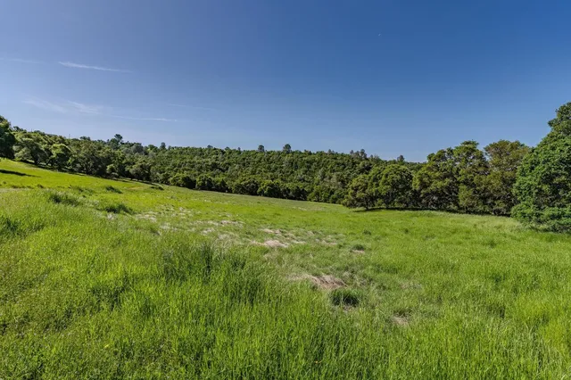 a view of a lush green space