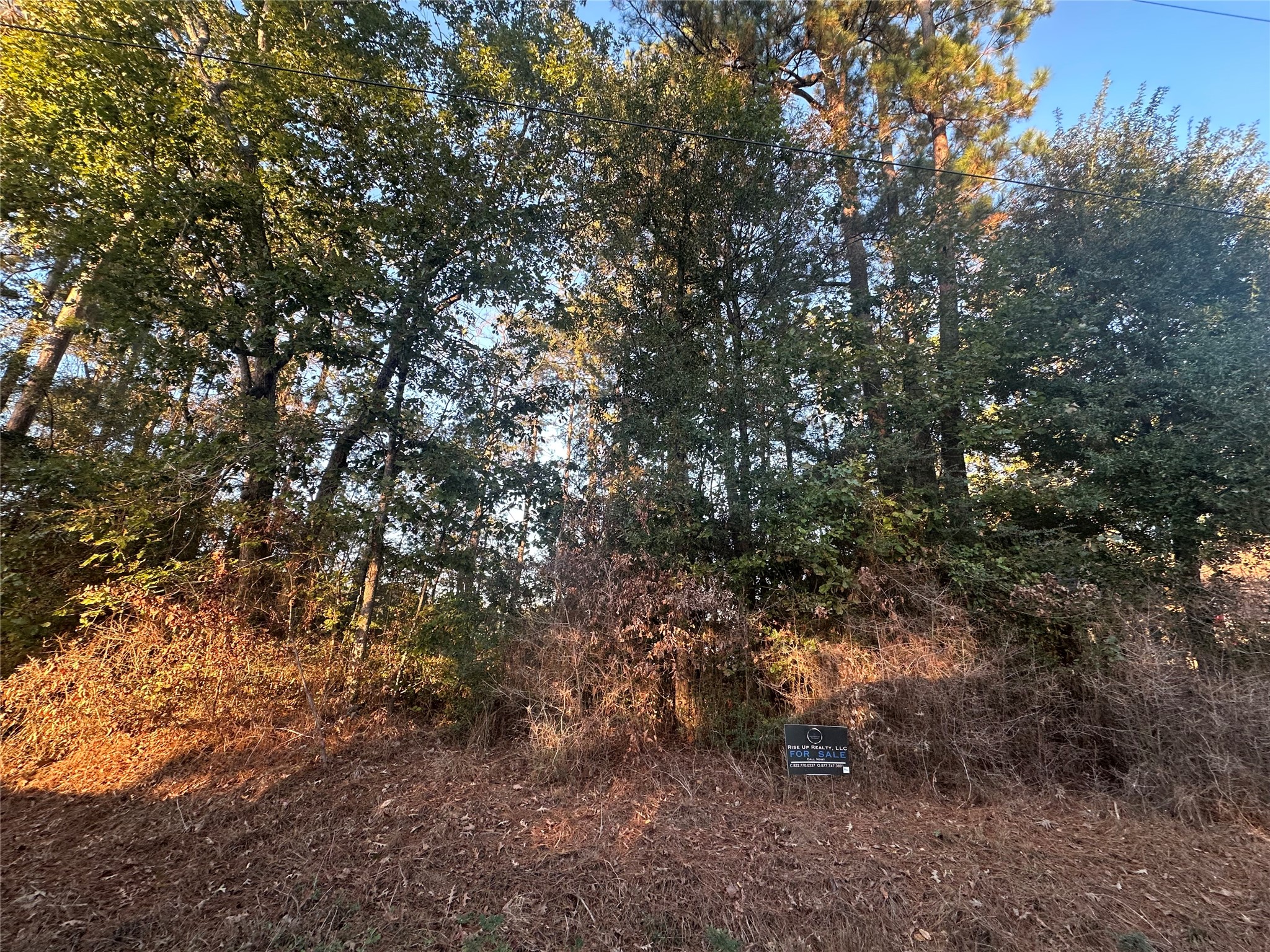 Tbd Royal Shores Conroe, TX 77303 - Photo 5 of 6 a view of a large tree