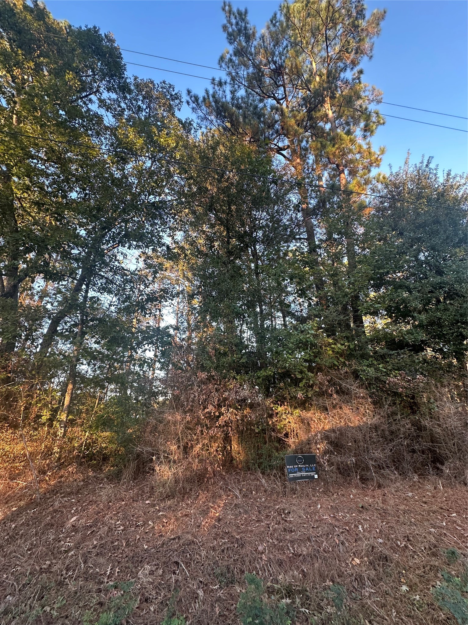 Tbd Royal Shores Conroe, TX 77303 - Photo 6 of 6 a view of a large tree