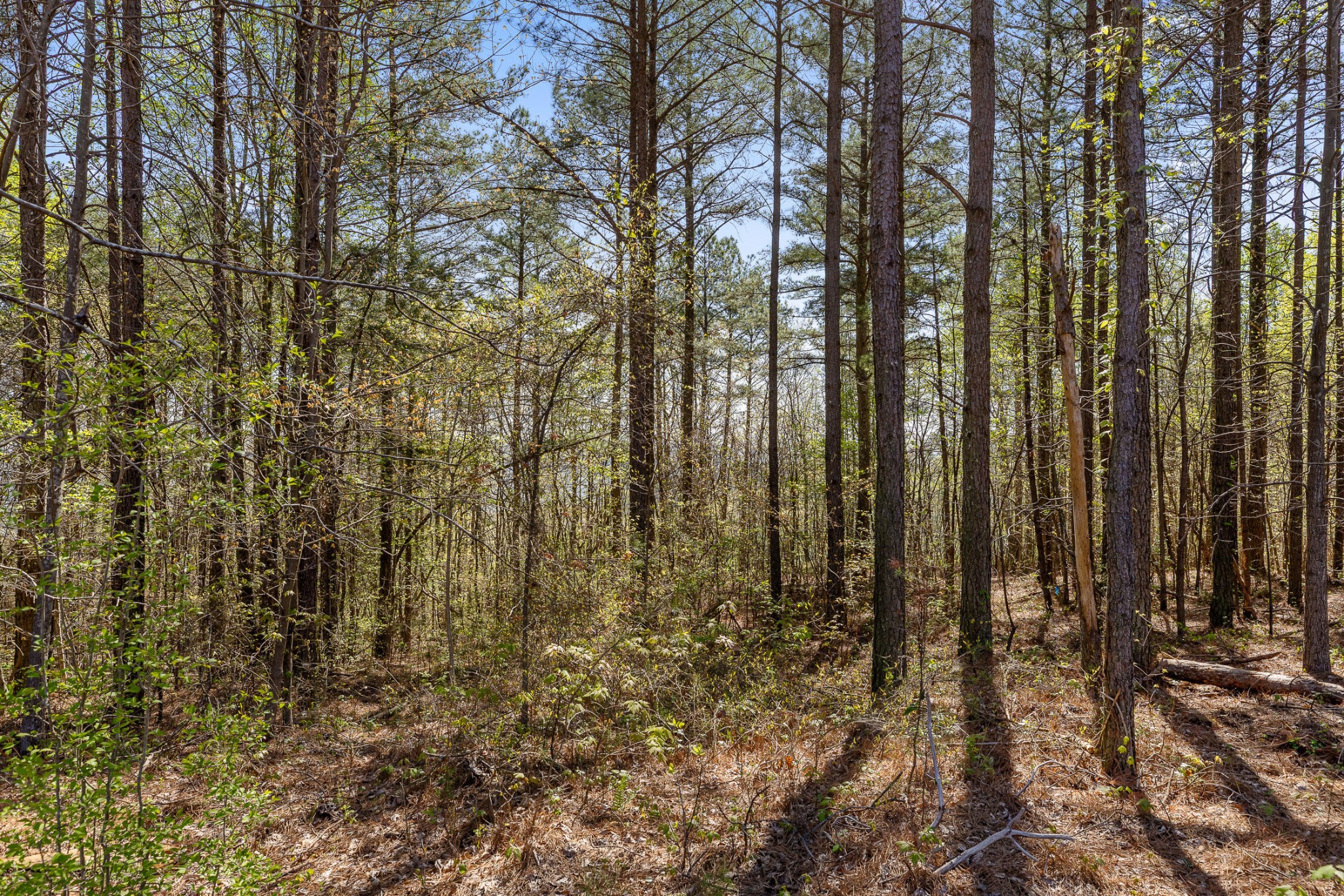 0 High Ground Road Guild, TN 37340 - Photo 5 of 24 Gallery Image 5