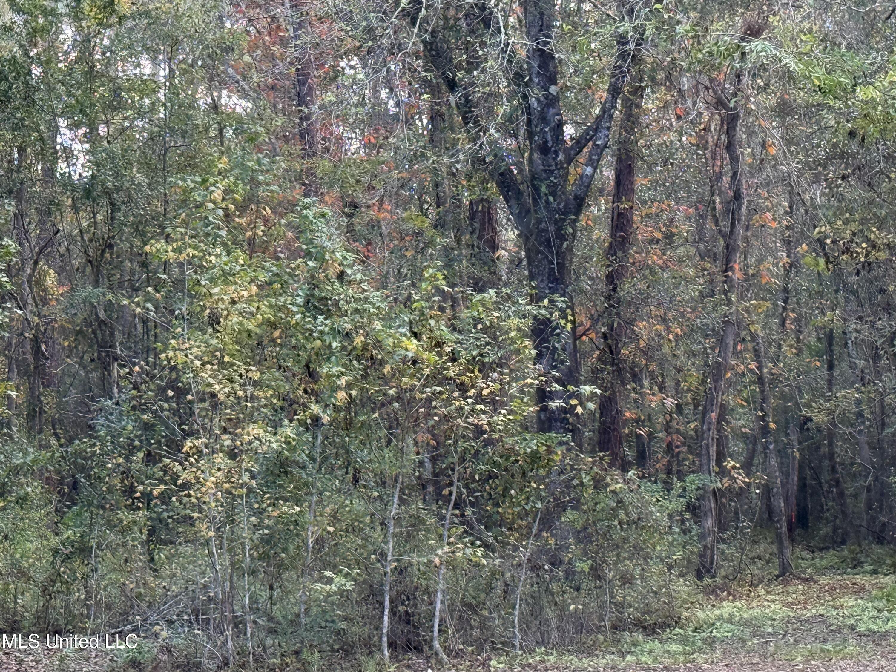 R B Dickerson Road Moss Point, MS 39562 - Photo 4 of 12 Wooded section