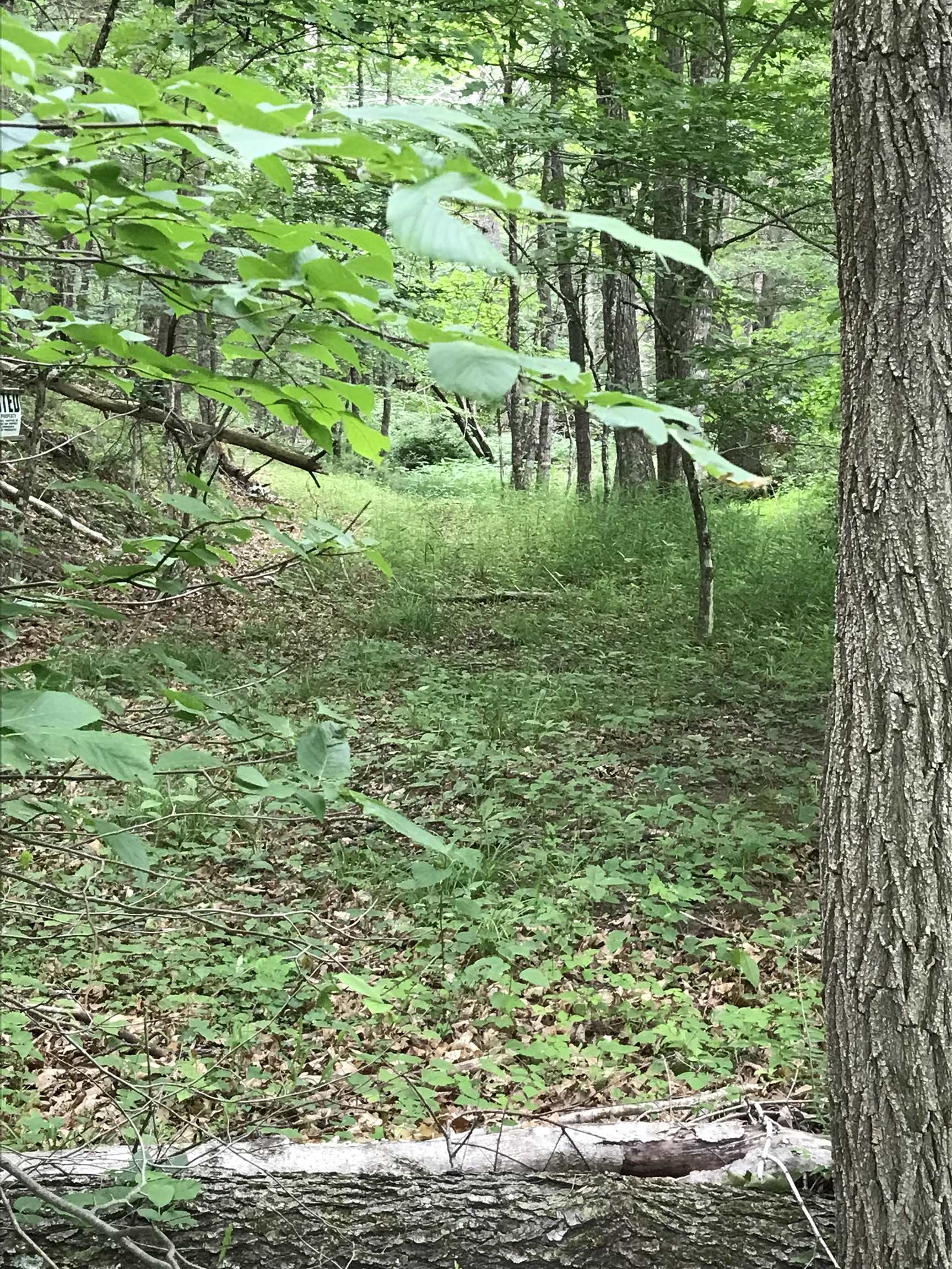 164 Cowpasture River Road North Head Waters, VA 24442 - Photo 1 of 3 a green field with lots of bushes