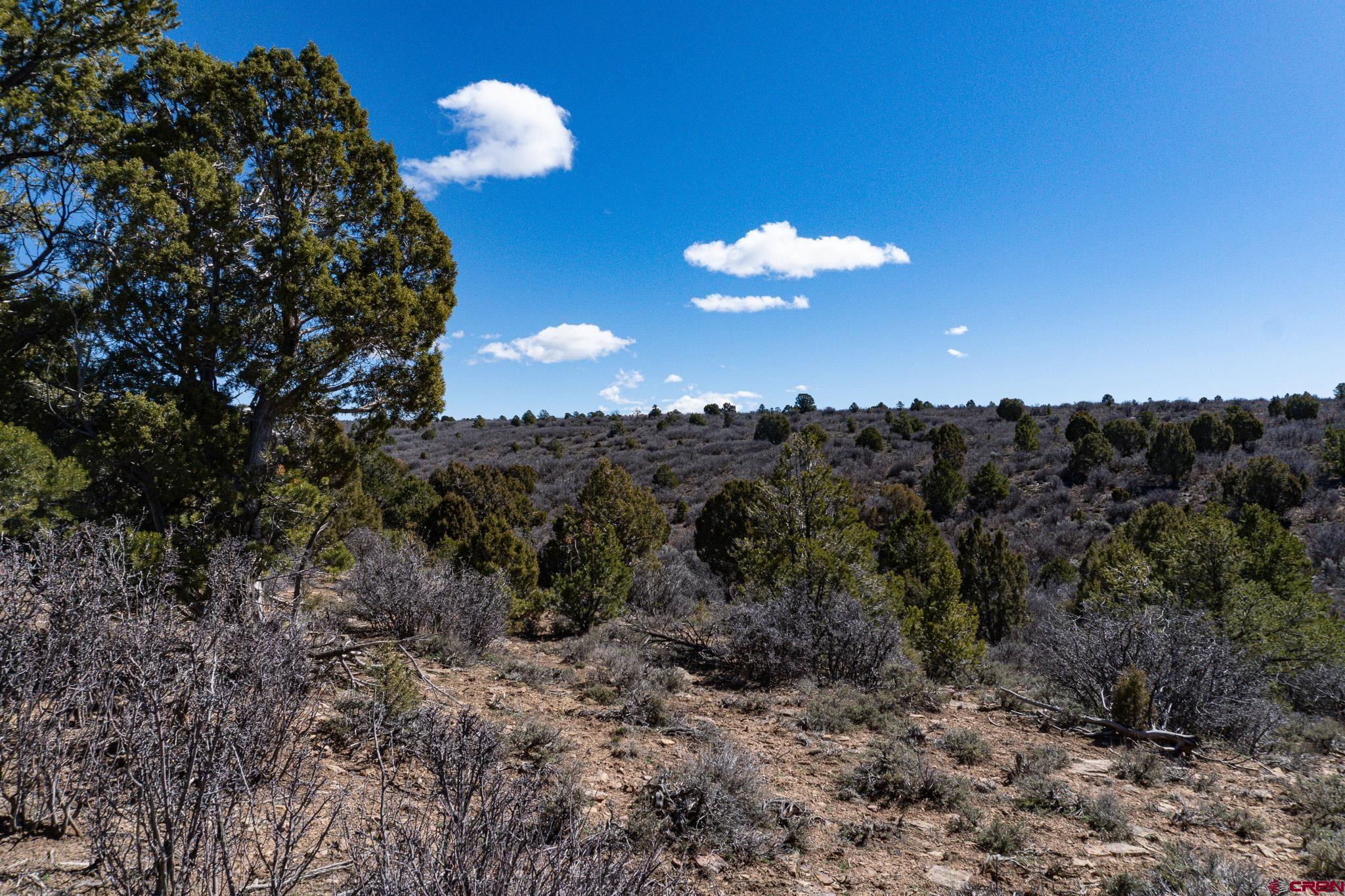 Tbdwp County Line Road Dove Creek, CO 81324 - Photo 13 of 41 a view of a yard in middle of the forest