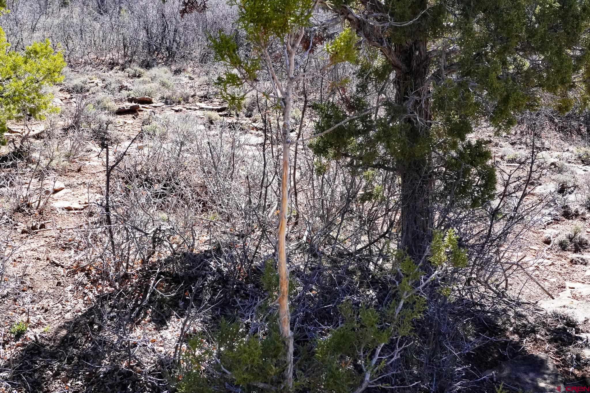 Tbdwp County Line Road Dove Creek, CO 81324 - Photo 39 of 41 a view of a forest with a tree