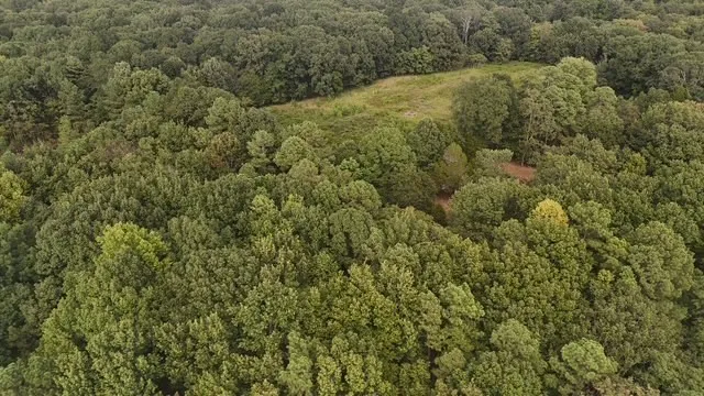 a view of a forest with a street