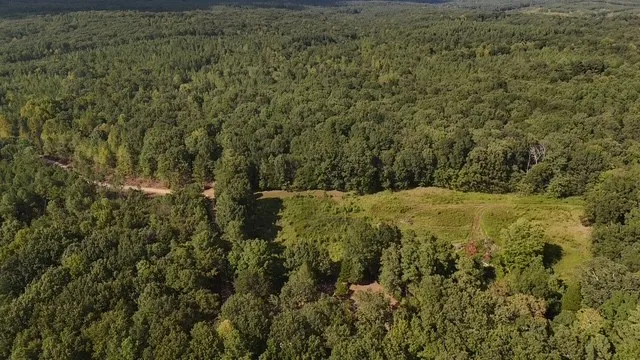 a view of a field with a tree