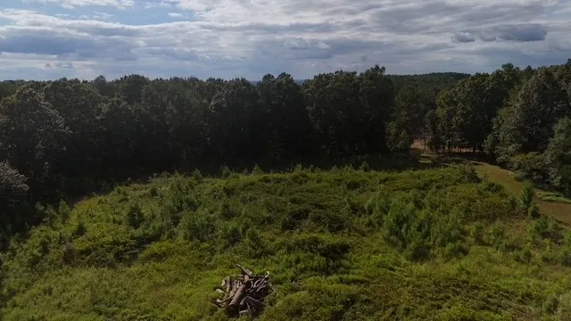 a view of a lush green forest with a mountain in the background