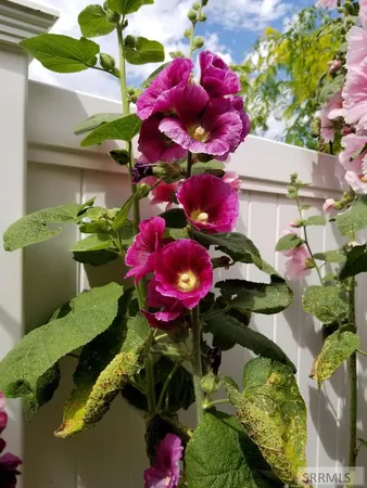 $595,000 | 4563 East 75 North, Rigby, ID 83442