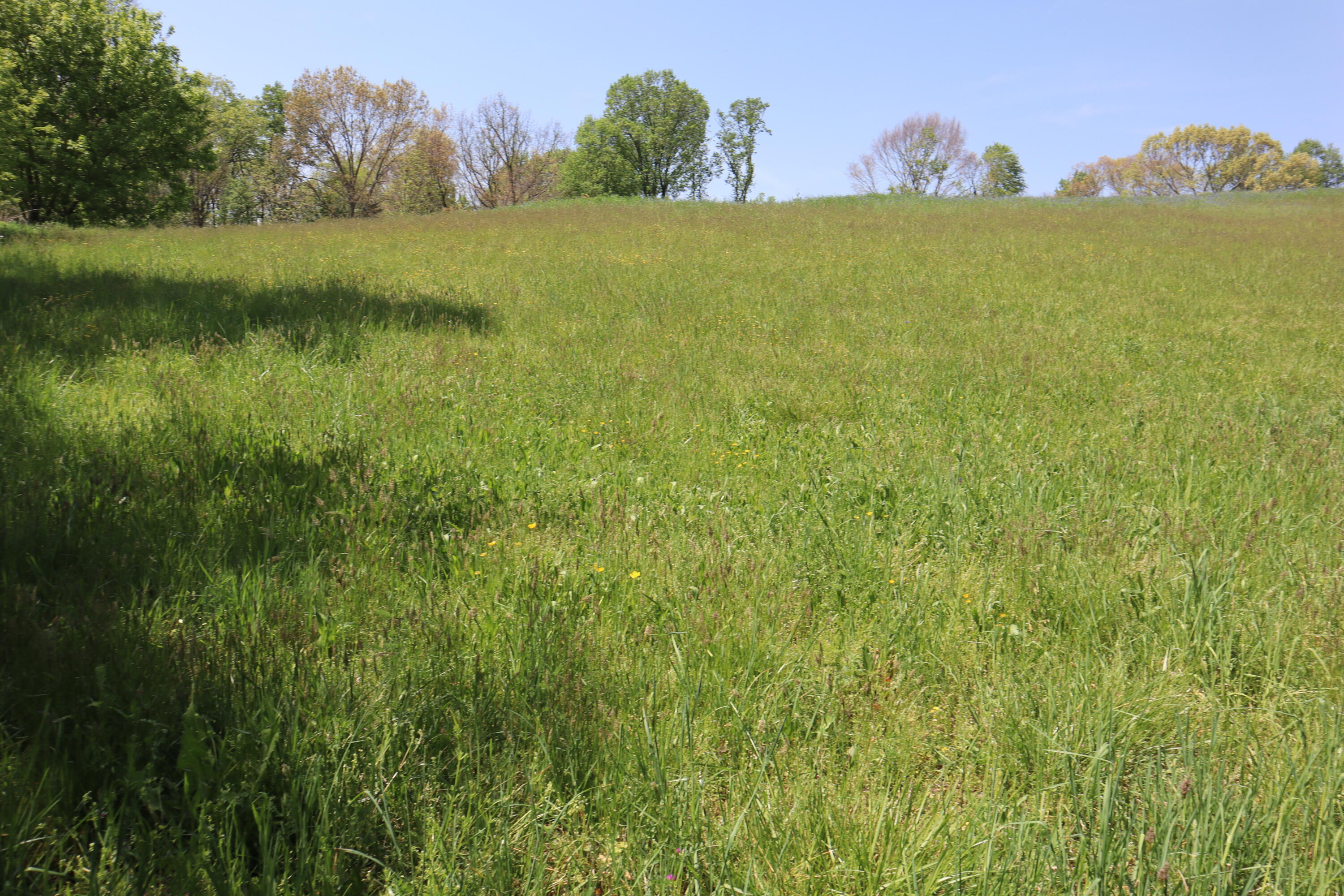 0 Joe Ball Road Chuckey, TN 37641 - Photo 6 of 7 IMG_0074