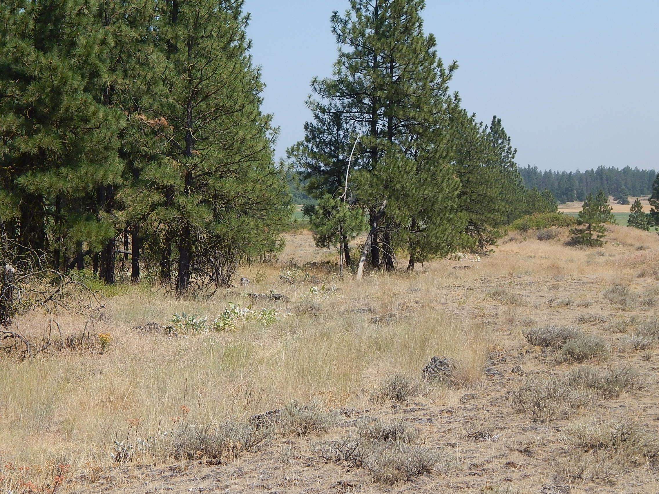 249014 West Kitt Road Reardan, WA 99029 - Photo 15 of 23