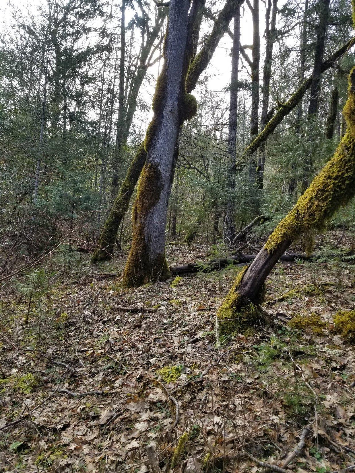 705 Greenview Road Cave Junction, OR 97523 - Photo 4 of 20 Additional Photo