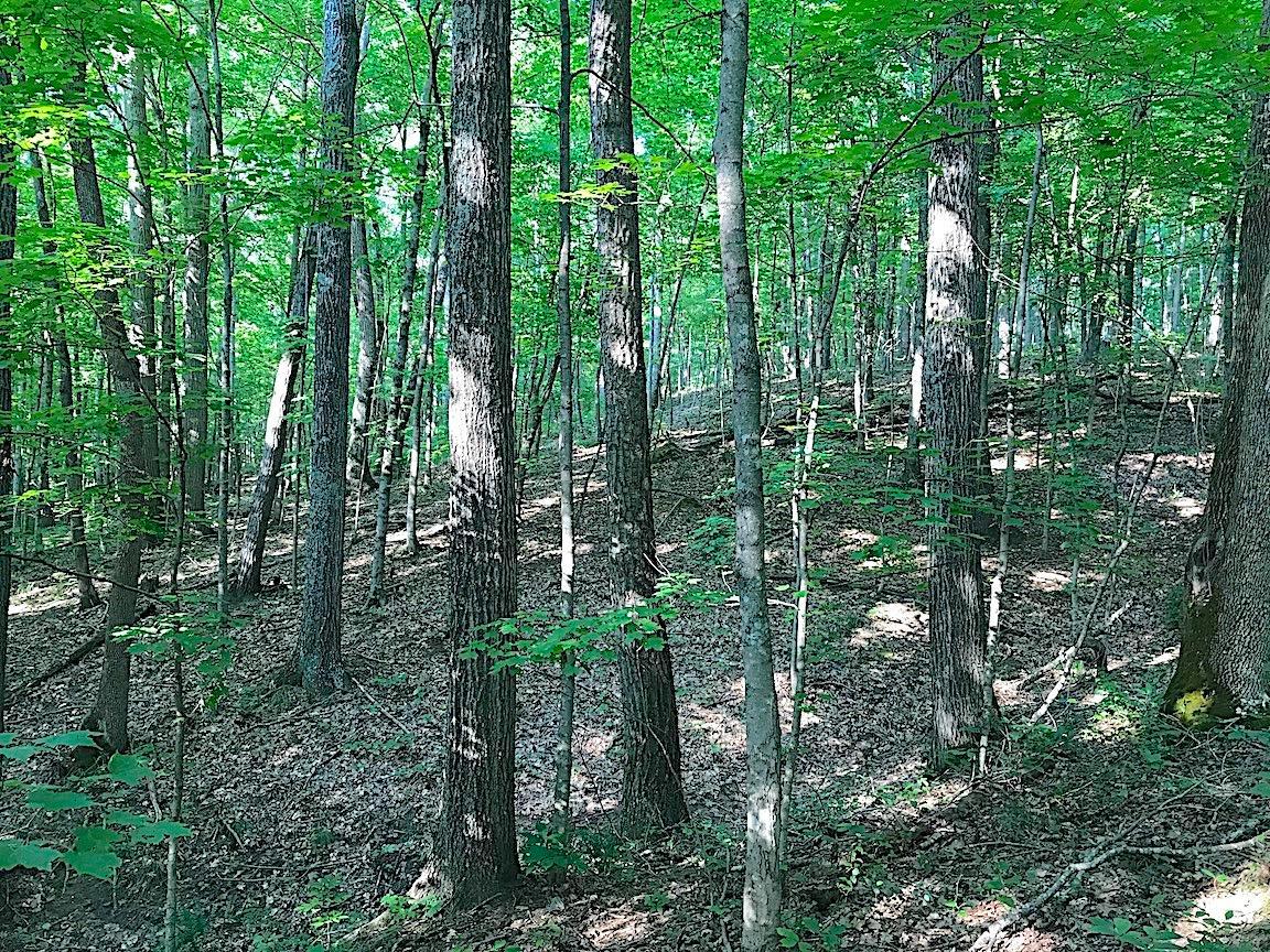 0 Hartsook Road Vinton, OH 45686 - Photo 12 of 42 Gallery Image 12