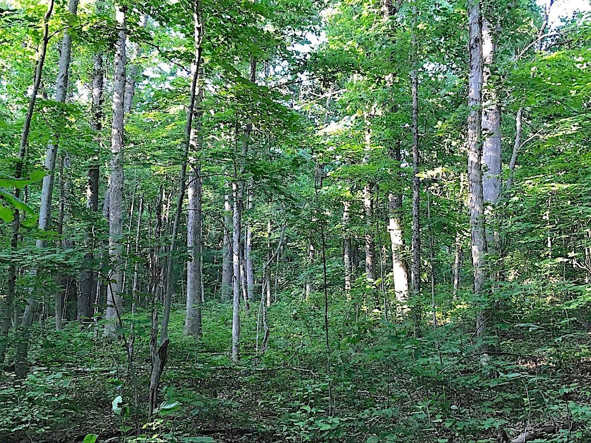 0 Hartsook Road Vinton, OH 45686 - Photo 31 of 42 Gallery Image 31