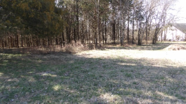 1586 Needmore Road Old Hickory, TN 37138 - Photo 21 of 45 a view of yard covered with trees