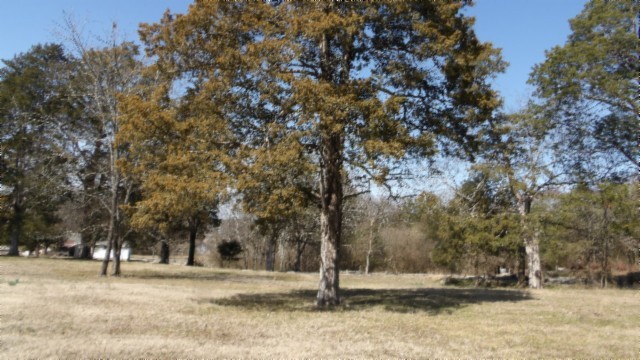 1586 Needmore Road Old Hickory, TN 37138 - Photo 25 of 45 a view of road and trees