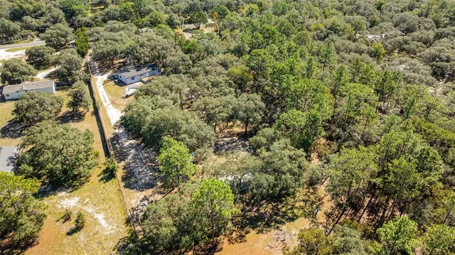 a view of a forest with a tree