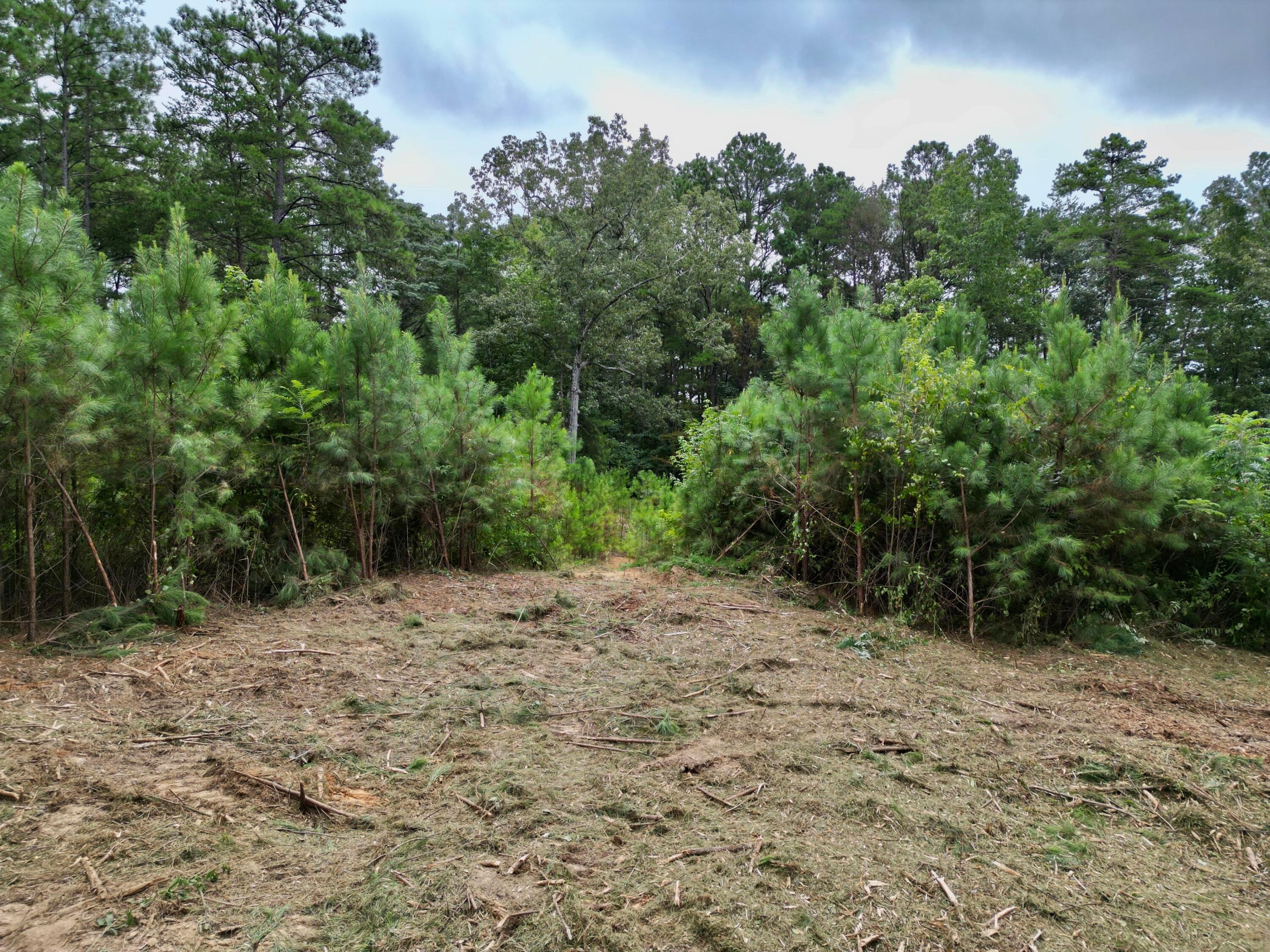 Parcel #2 Parcel Road Eldridge, AL 35554 - Photo 16 of 17 Lot 2 (5)