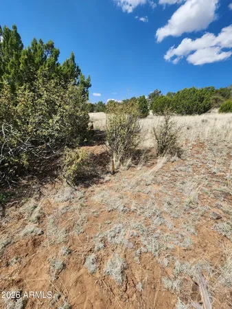 a view of a dry yard with trees