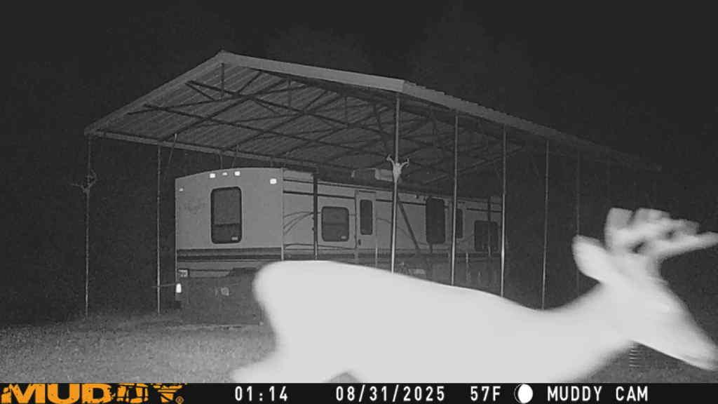 12986 Devers Road Patriot, IN 47038 - Photo 28 of 32 Trail Camra- Buck