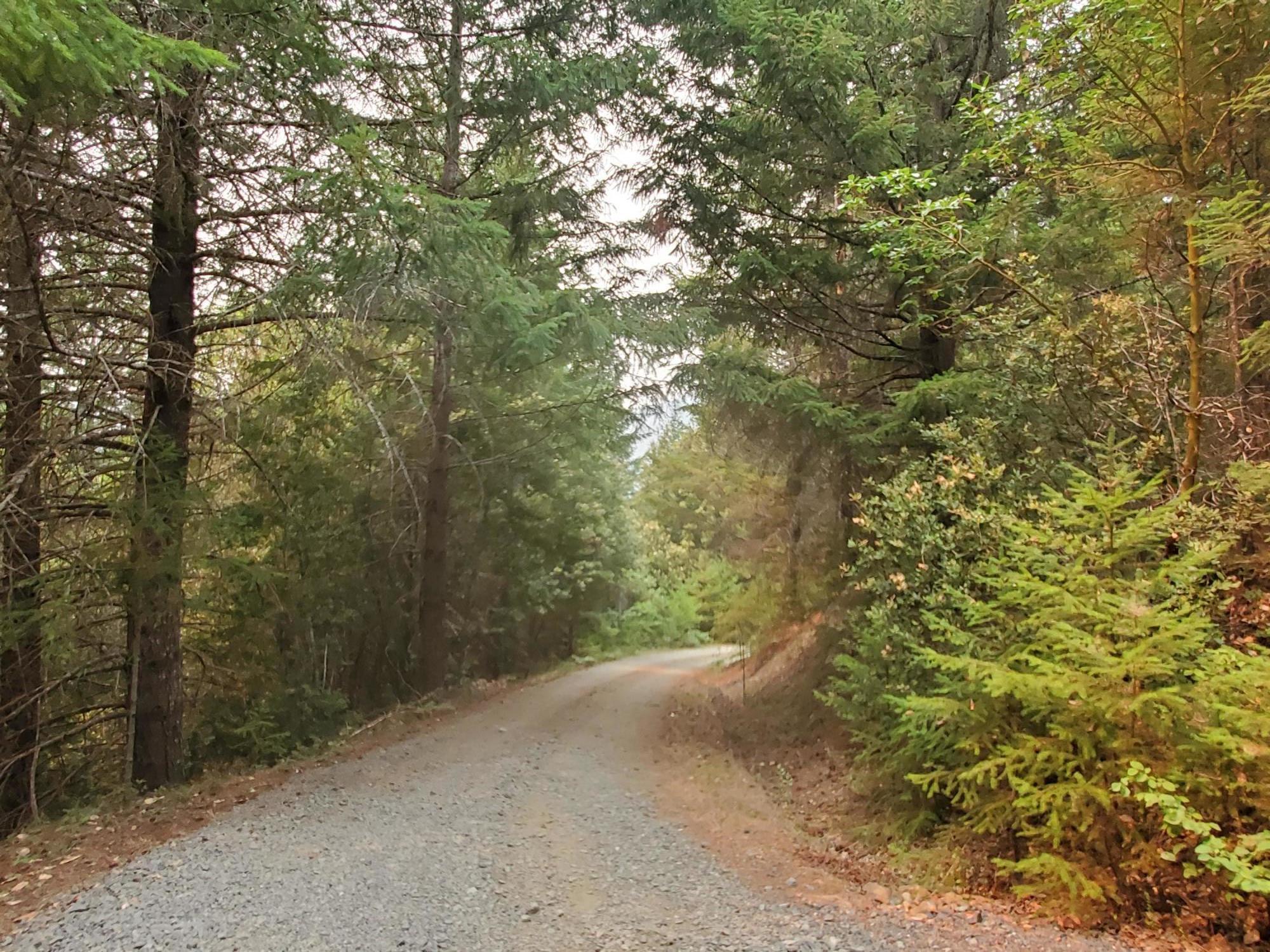 150 Rattlesnake Road Glendale, OR 97442 - Photo 9 of 67 Beautiful well maintained tree lined road up to your property