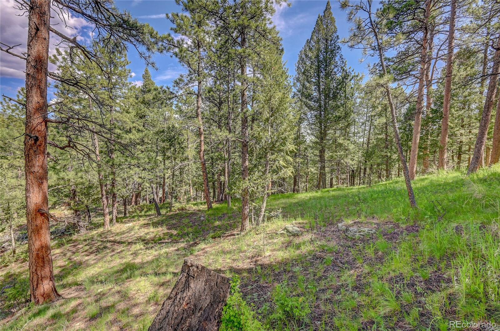 4465 Forest Trail Evergreen, CO 80439 - Photo 7 of 19 a view of backyard with green space